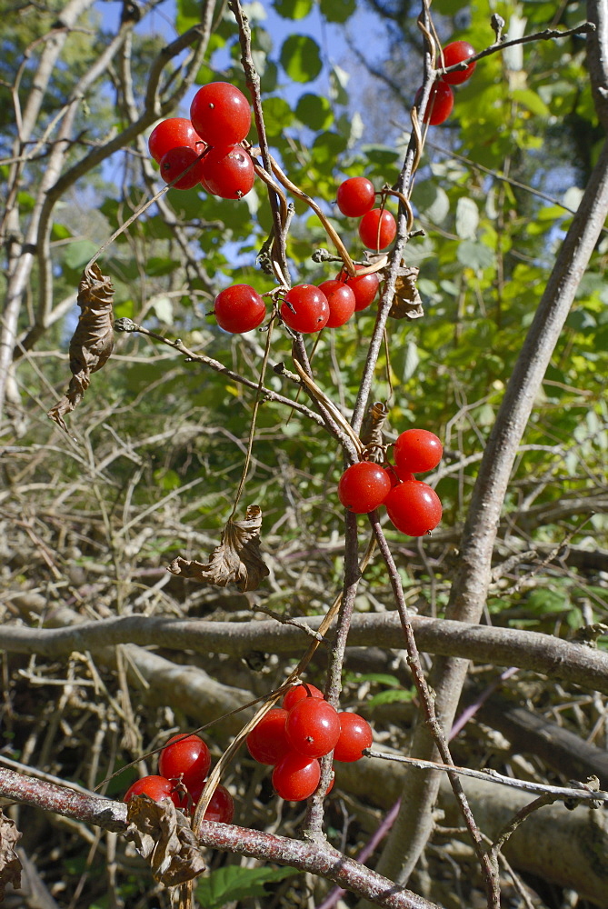 Black bryony berries (Dioscoria communis) on climbing stems in woodland, Gloucestershire Wildlife Trust Lower Woods nature reserve, Gloucestershire, England, United Kingdom, Europe