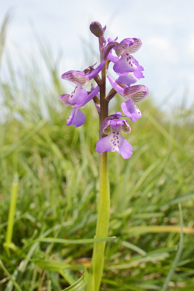 Green-winged orchid (Orchis) (Anacamptis morio) flowering in a traditional hay meadow, Clattinger Farm, Wiltshire, England, United Kingdom, Europe