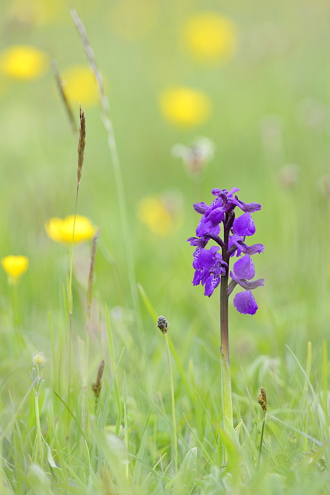 Green-winged orchid (Orchis) (Anacamptis morio) flowering in a hay meadow alongside meadow buttercups (Ranunculus acris), Wiltshire, England, United Kingdom, Europe