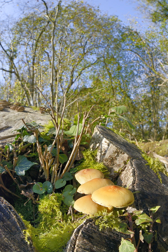 Sulphur tuft fungi (Hypholoma fasciculare) growing on a rotten mossy log in deciduous woodland, Gloucestershire Wildlife Trust Lower Woods nature reserve, Gloucestershire, England, United Kingdom, Europe