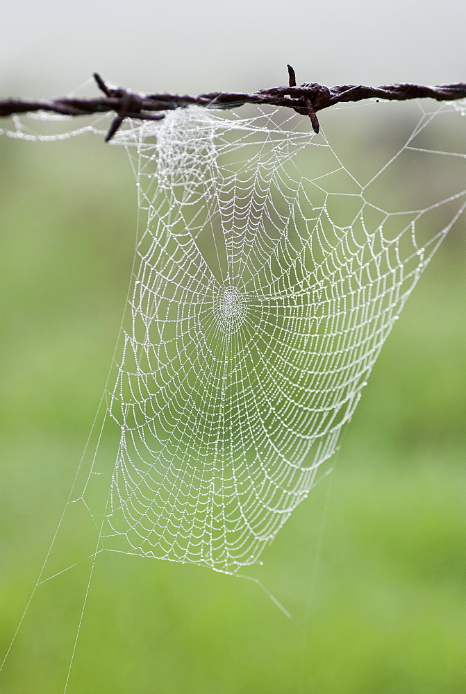 Spiderweb hanging from barbed wire, Kangaroo Valley, New South Wales, Australia