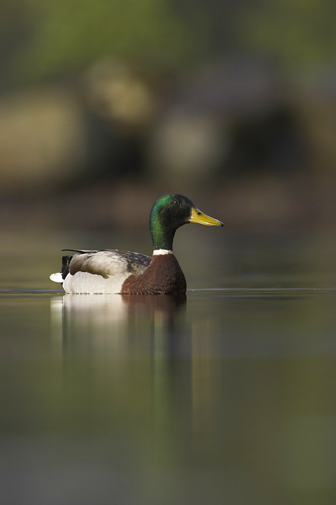 Mallard male (Anas paltyrhynchos) portrait with reflection in early morning light on Loch Etive , Scotland