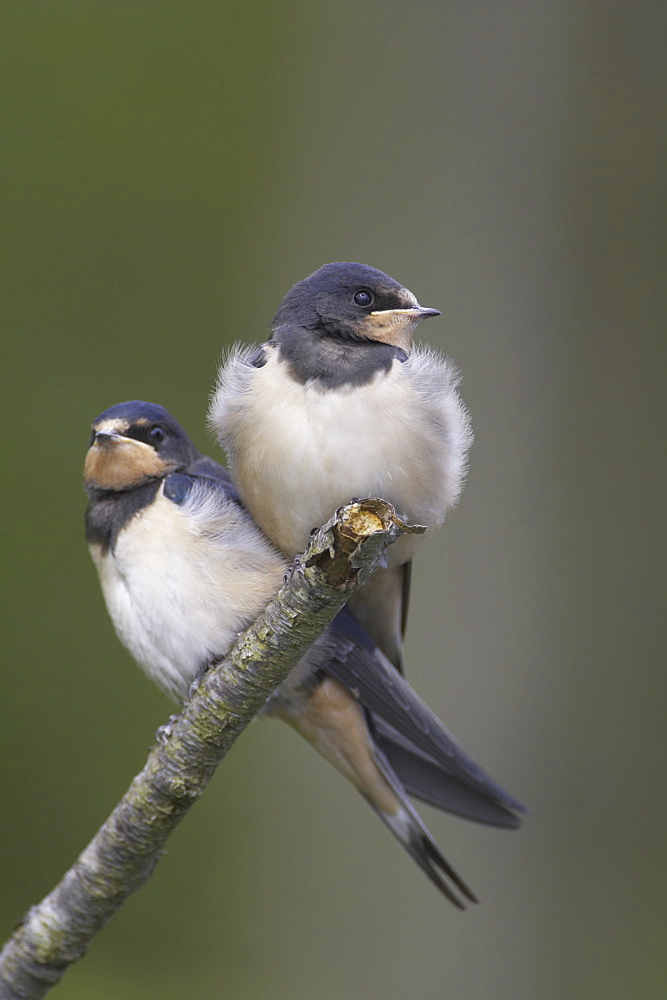 Swallow (Hirundo rustica) pair of juvenile swallows perched on branch awaiting parents. Loch Awe. Argyll. Scotland, UK