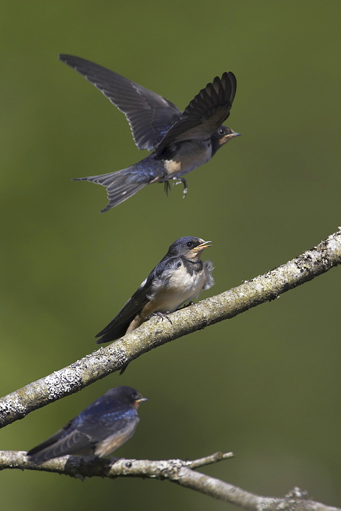 Swallow (Hirundo rustica) juveniles begging for food, with one maneuvering for good position, in mid flight. Loch Awe. Argyll. Scotland, UK