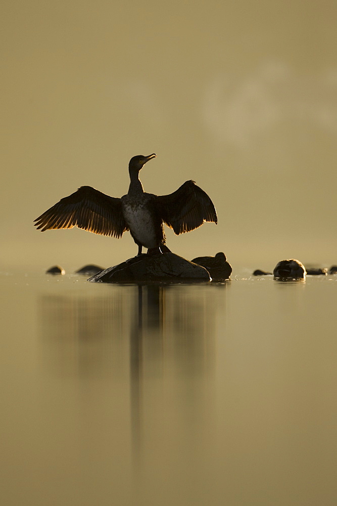 Cormorant (Phalacrocorax carbo) standing on rock with light behind drying wings, sun setting.. Kilchrenan, on the banks of Loch Awe, Argyll,, Scotland, UK