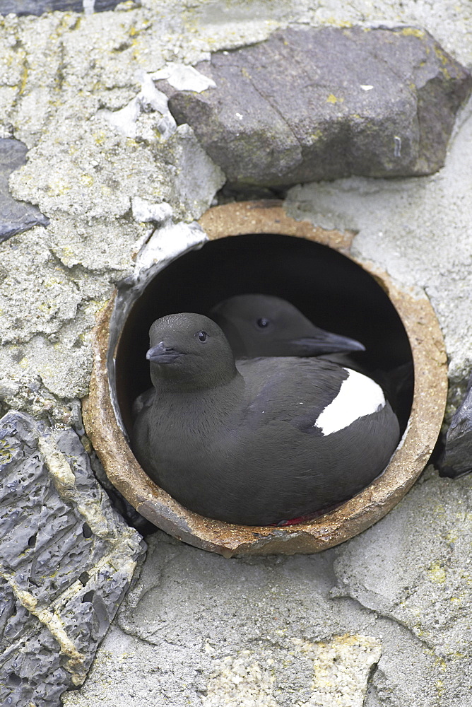 Black Guillemot (Cepphus grylle) pair sitting in a drain pipe that they are nesting in. Black Guillemots nest in drains and holes in the sea wall in the middle of Oban town centre. Argyll, Scotland, UK