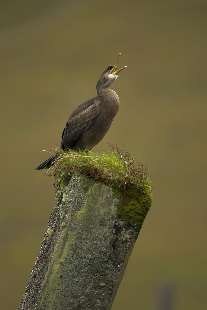 Shag (Phalacrocorax aristotelis) portrait on old pier support. Taken at the top of Loch Etive in Glen Etive on an old pier. Shags feathers are not fully waterproof so they spend a lot of time preening and drying out of the water. Scotland