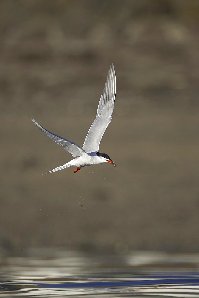 Common Tern (Sterna hirundo) flying with fish in mouth in Oban town centre while fishing. Oban, Argyll. Scotland, UK