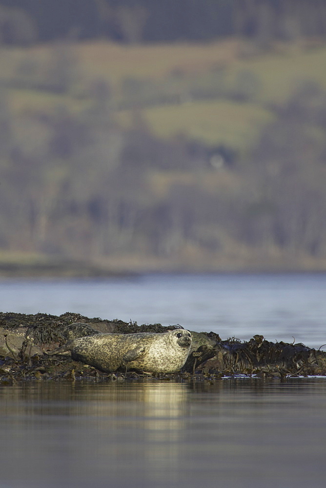 Common Seal (Phoca vitulina) resting on rocks. Argyll, Scotland, UK