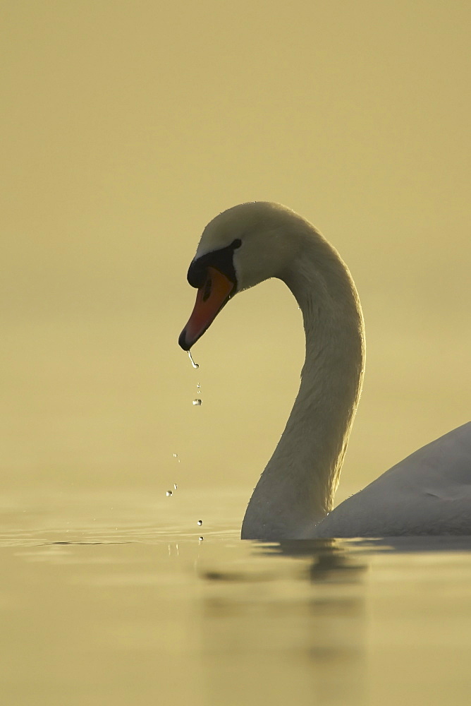 Mute Swan (Cygnus olor) portrait while swimming in fresh water, water dribbling out of mouth after feeding, in setting sun Argyll Scotland, UK