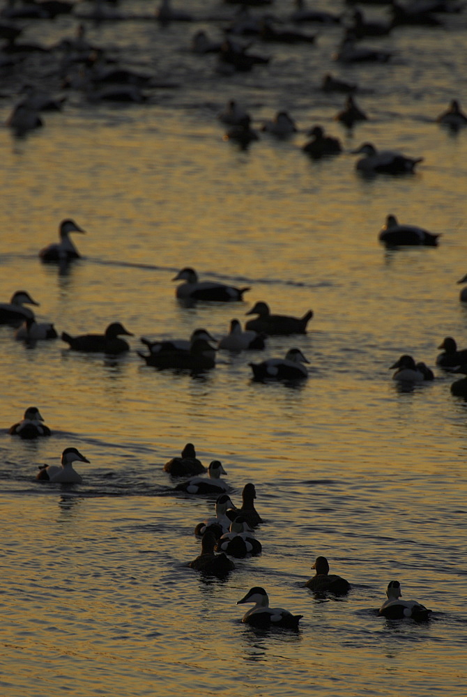 Eider duck (Somateria mollissima), male and female. Eider rafting in the winter as the sun sets