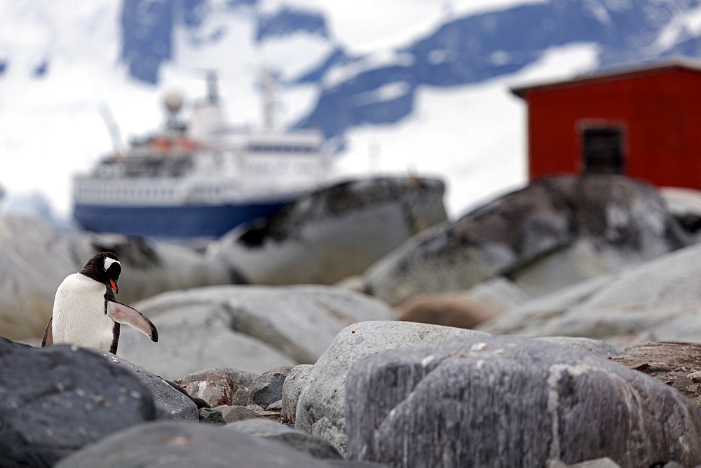 Gentoo Penguin perching on rocks, Antarctica, Antarctic Peninsula 