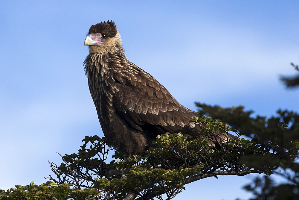 Southern Crested Caracara (Caracara plancus) perching on branch