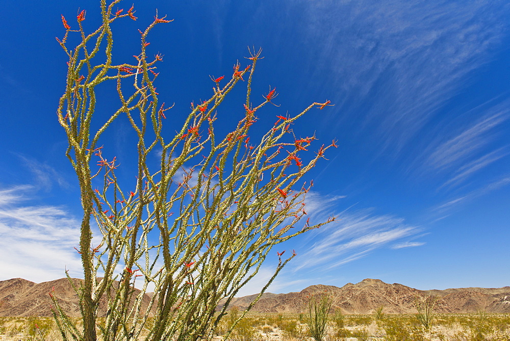 USA, California, Joshua Tree National Park, Ocotillo cactus, USA, California, Joshua Tree National Park