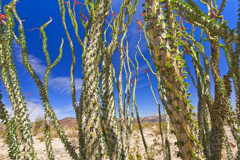 USA, California, Joshua Tree National Park, Ocotillo cactus, USA, California, Joshua Tree National Park