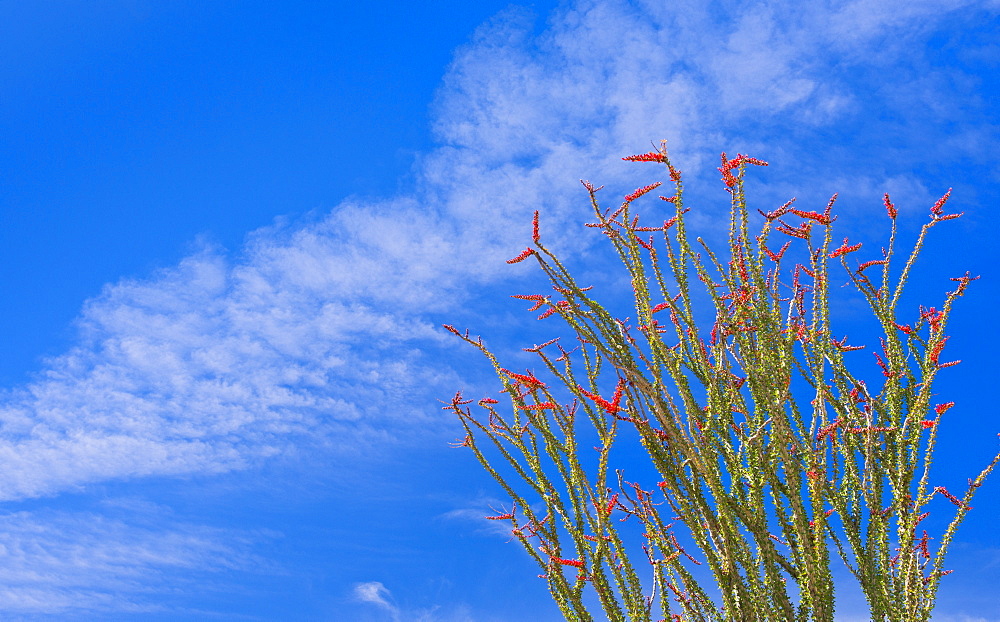 USA, California, Joshua Tree National Park, Ocotillo cactus, USA, California, Joshua Tree National Park