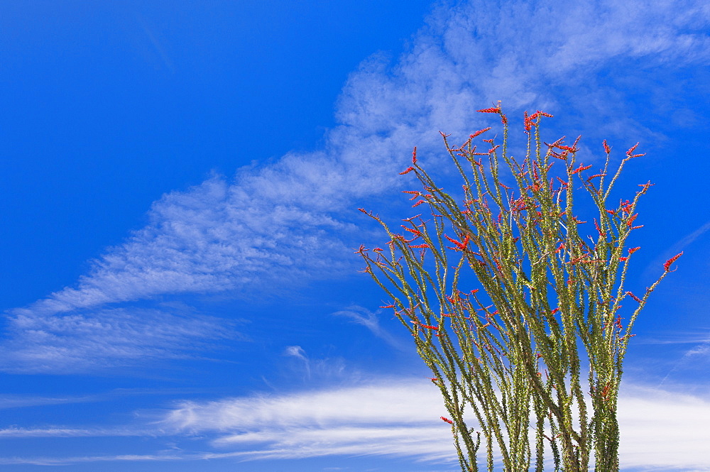 USA, California, Joshua Tree National Park, Ocotillo cactus, USA, California, Joshua Tree National Park