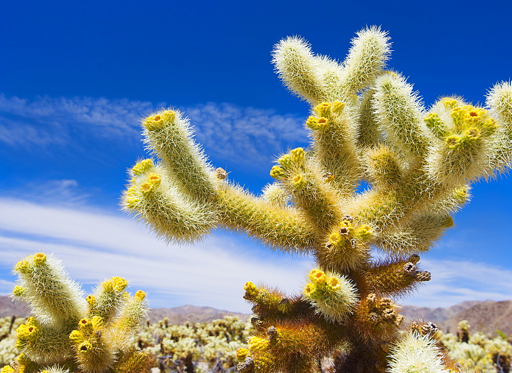 USA, California, Joshua Tree National Park, Cholla cactus, USA, California, Joshua Tree National Park