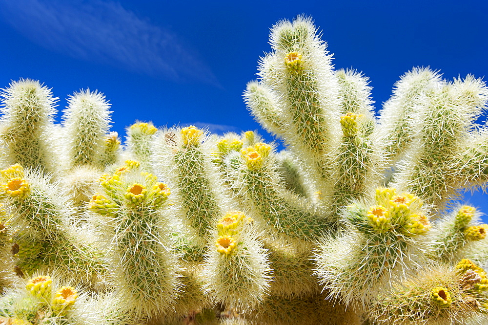 USA, California, Joshua Tree National Park, Cholla cactus, USA, California, Joshua Tree National Park