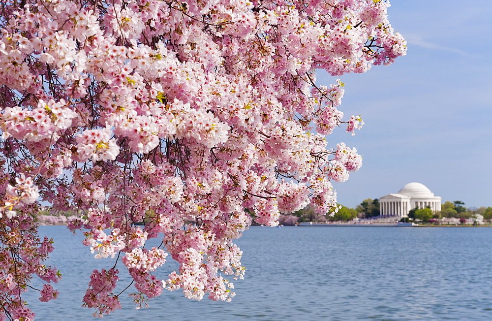 Cherry tree in blossom with Jefferson Memorial in background