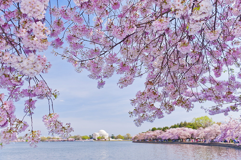 Cherry tree in blossom with Jefferson Memorial in background