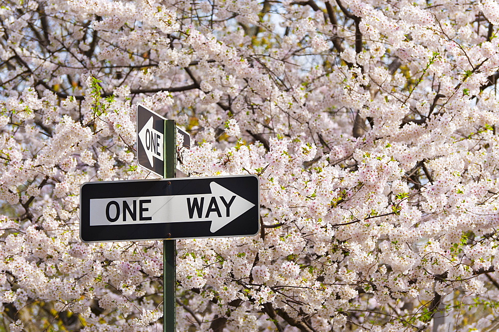 One way sign among cherry trees in blossom