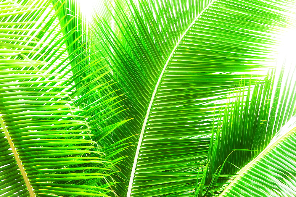 Palm leaves