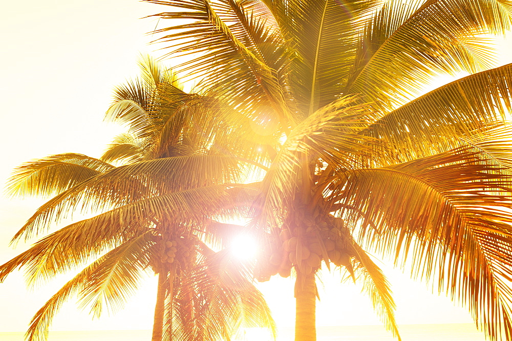 Palm trees at sunset