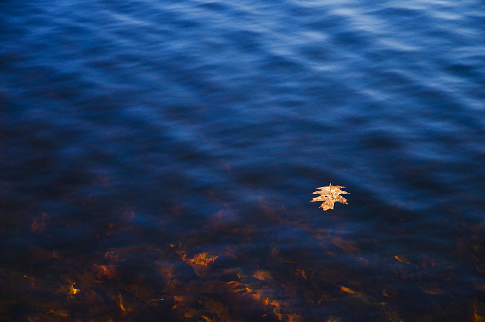 USA, Pennsylvania, Poconos, Leaf floating on water