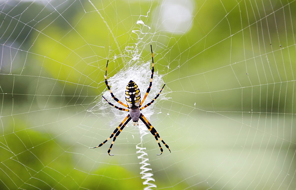 Spider on web