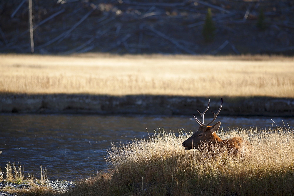 Elk resting by river, USA, Montana, Yellowstone National Park