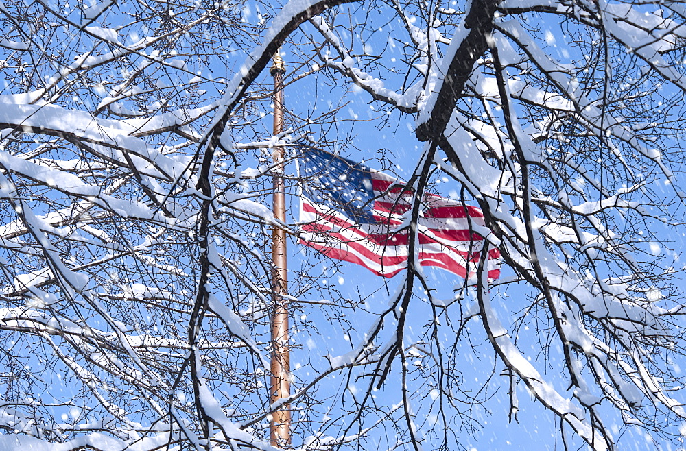 USA, New York, New York City, american flag behind branches covered with snow