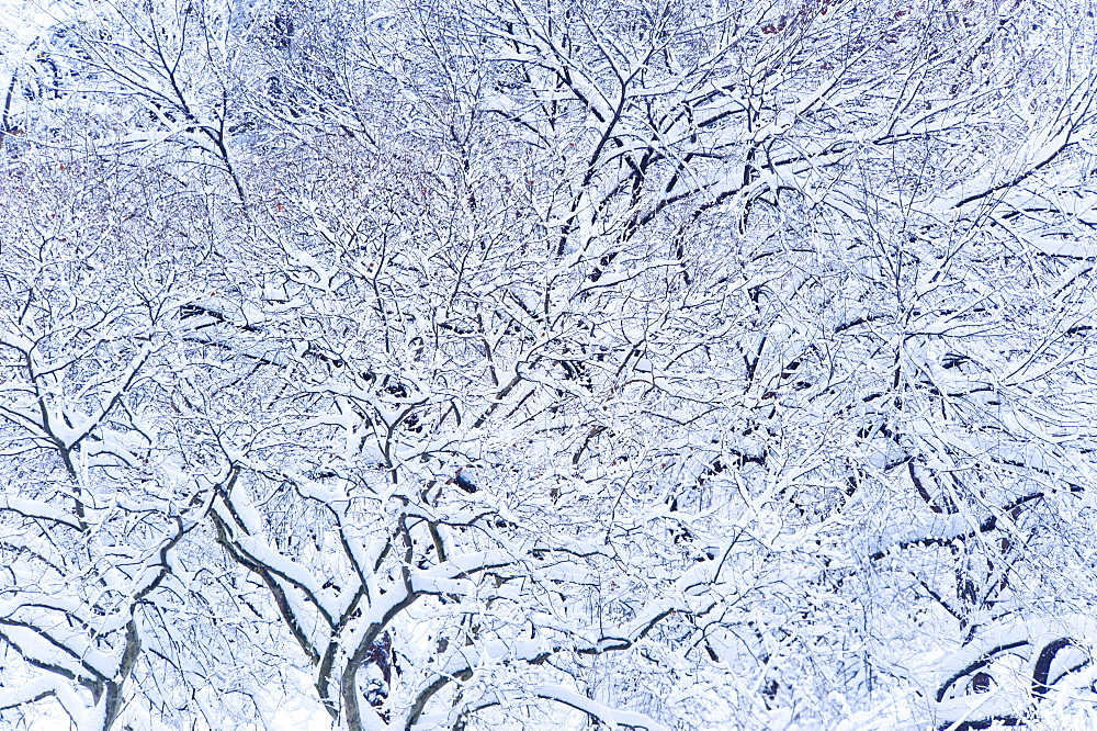 USA, New York, New York City, trees covered with snow in winter