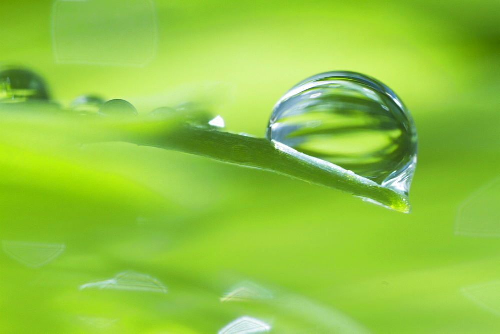 USA, New Jersey, Jersey City, Drop on blade of grass