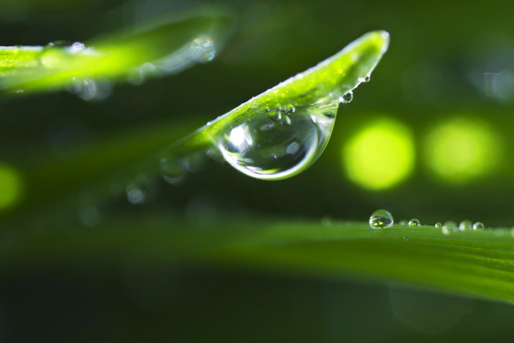 USA, New Jersey, Jersey City, Drop on blade of grass