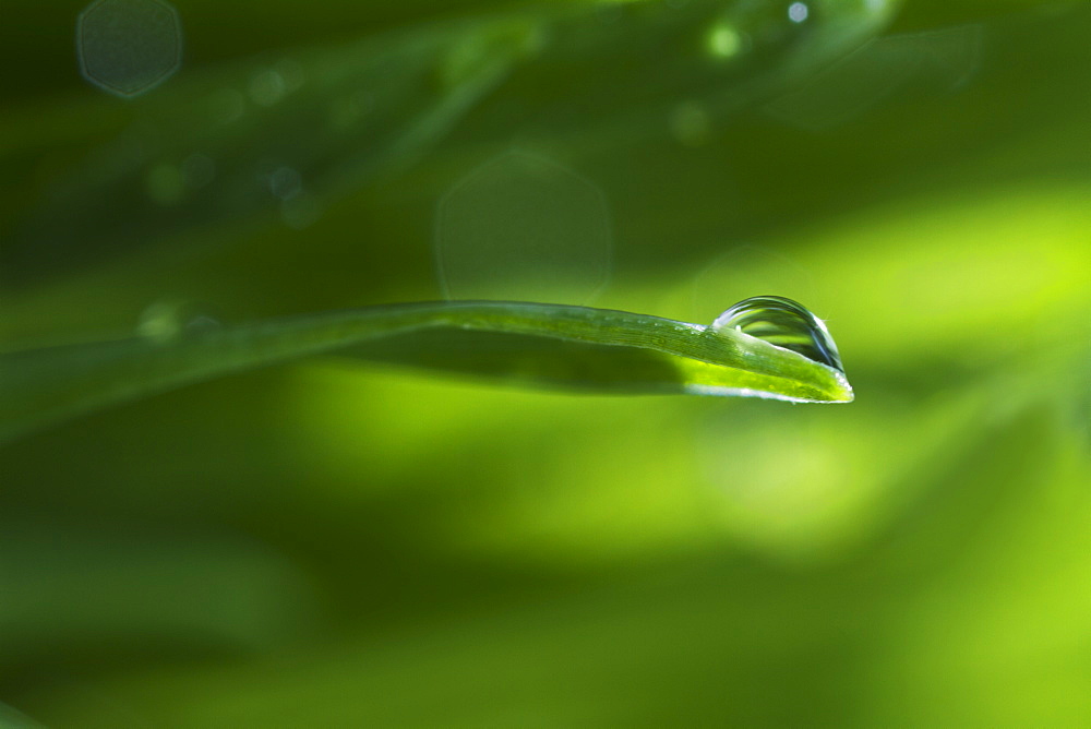 USA, New Jersey, Jersey City, Drop on blade of grass