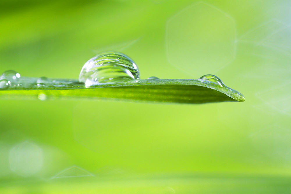 USA, New Jersey, Jersey City, Drop on blade of grass