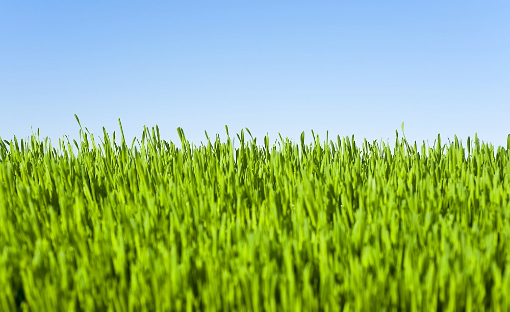 Field of grass with blue sky