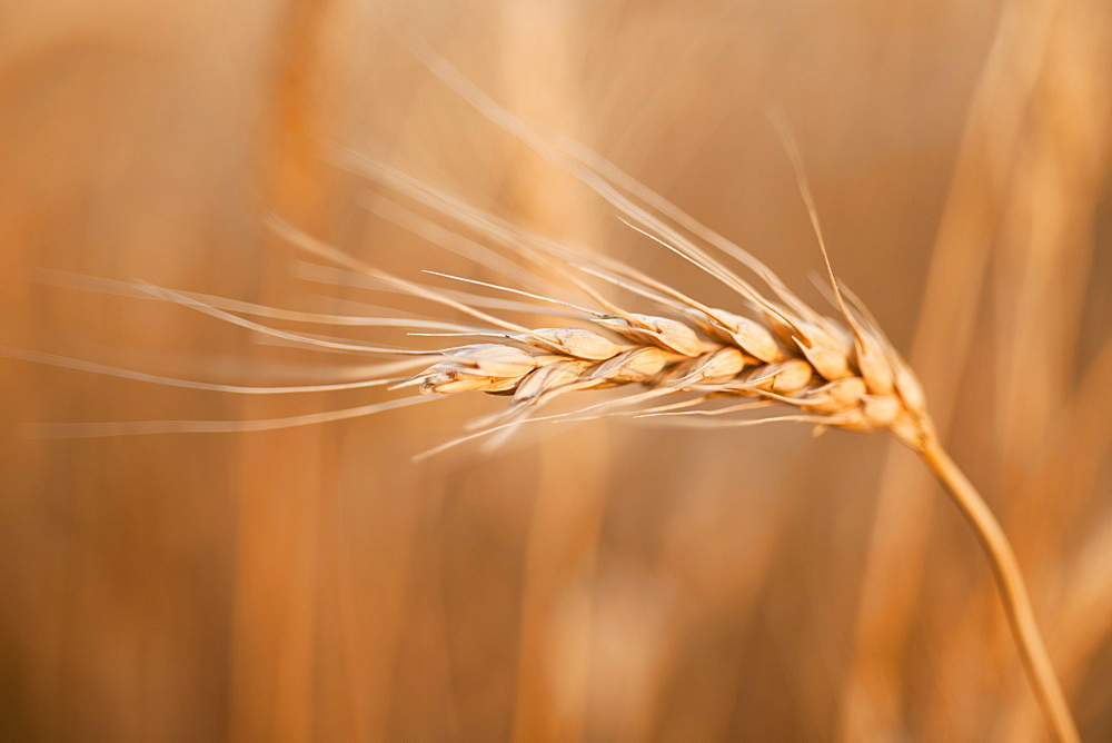 Single wheat seed stem on field