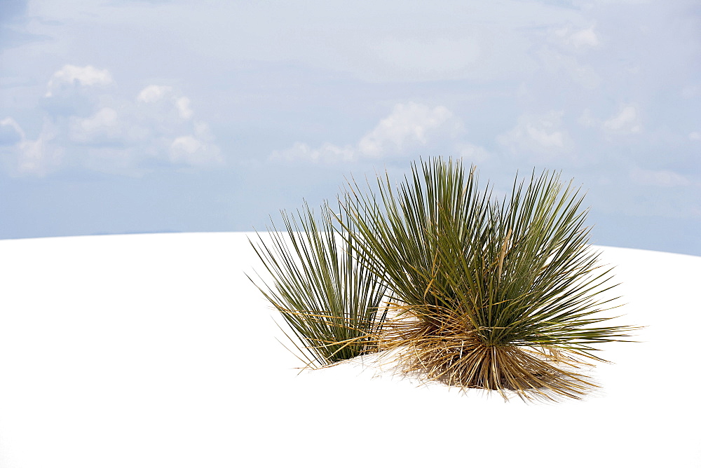 Landscape of sand dunes and plant, White Sands National Monument, New Mexico, USA