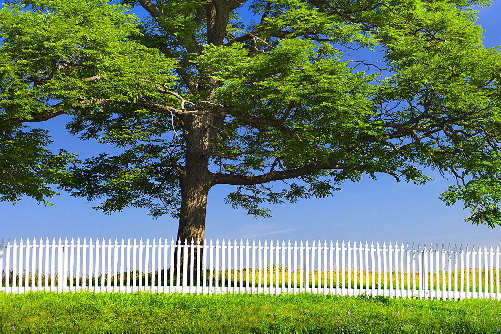 White picket fence in front of large tree