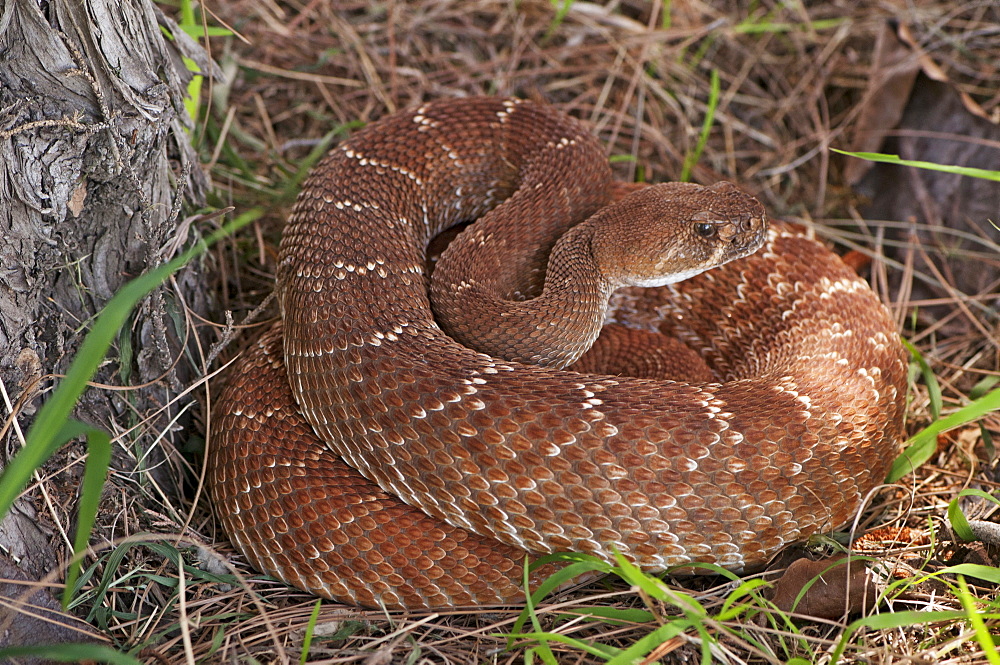 Rattlesnake coiled in grass