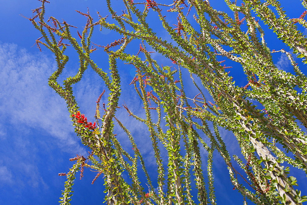 USA, California, Joshua Tree National Park, Ocotillo cactus, USA, California, Joshua Tree National Park