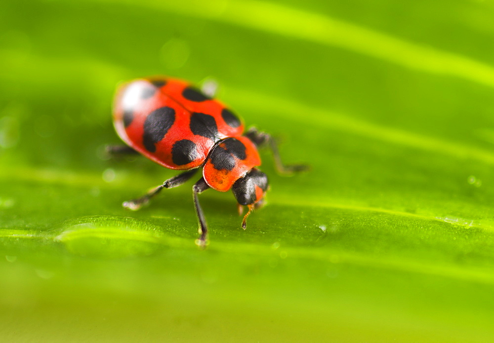 Ladybug on leaf