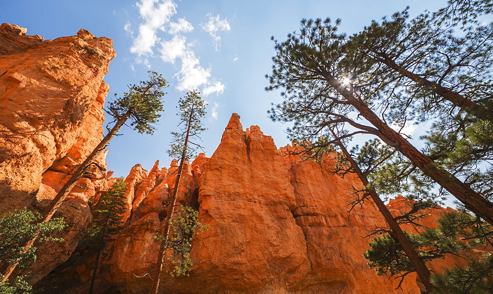 Navajo Loop Trail, Tall Pine trees, USA, Utah, Bryce Canyon