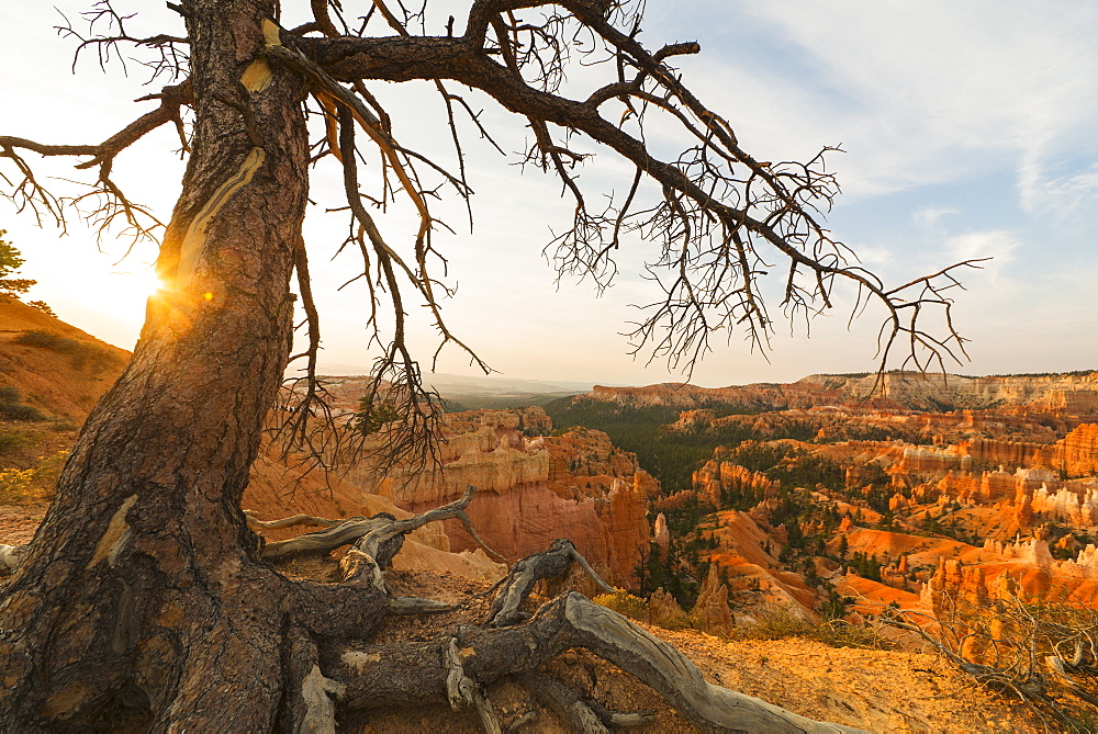 Bryce Amphitheater, Tree at the edge of canyon, USA, Utah, Bryce Canyon