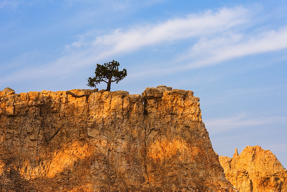 Ponderosa Pine at the edge of cliff, USA, Utah, Bryce Canyon