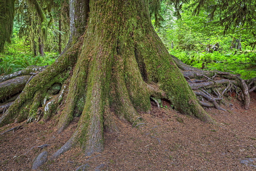 Close-up of tree trunk and roots, Olympic National Park, Washington