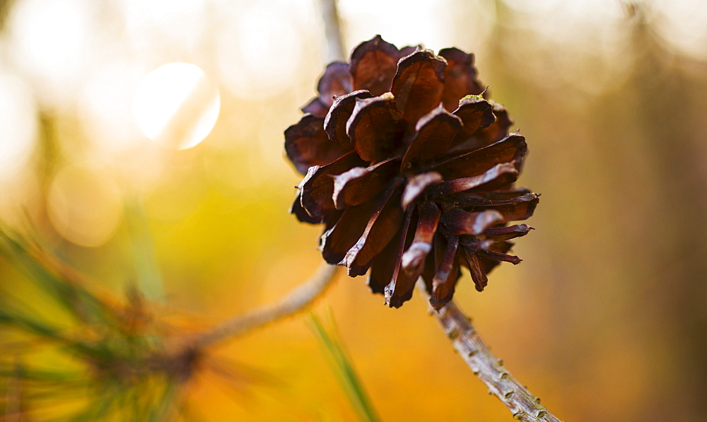 Pine cone