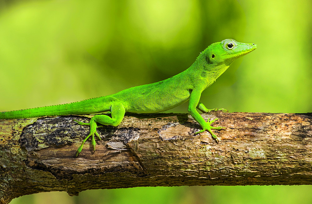 Green gecko on branch, Jamaica